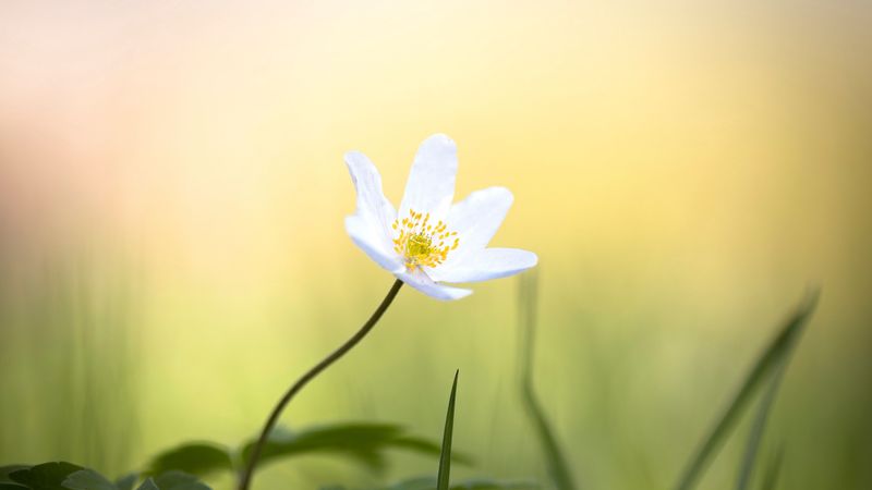 anemone, flower, white, small, grass, 4k