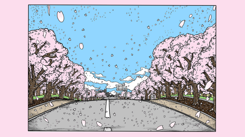 Sakura blossom, drawing, road, pink
