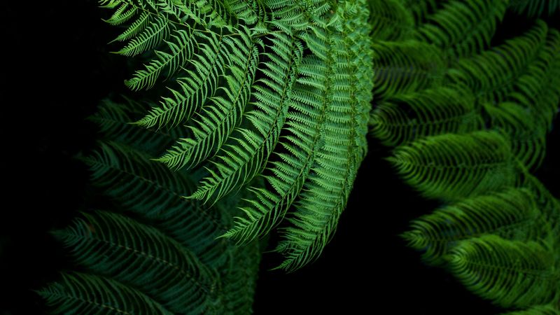 fern, leaves, green, tropical, exotic, 4k