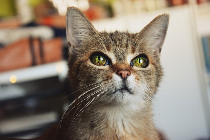 cats, mammals, closeup, animals, depth of field, cat eyes, cat ears, whiskers