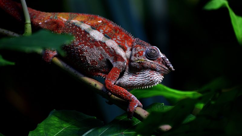 chameleon, reptile, red, branch, exotic, 4k