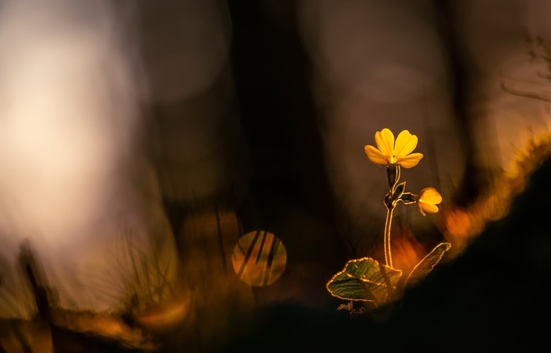 flowers, plants, nature, bokeh