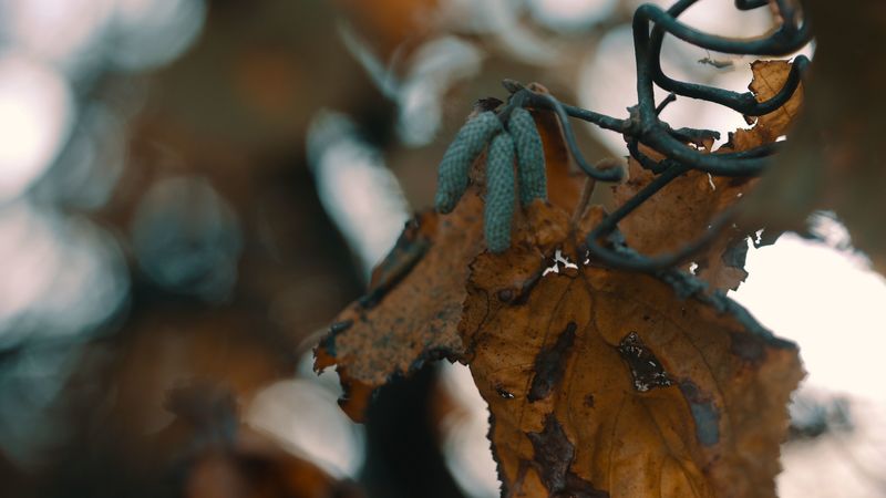 leaf, buds, dry, branch, bokeh, 4k