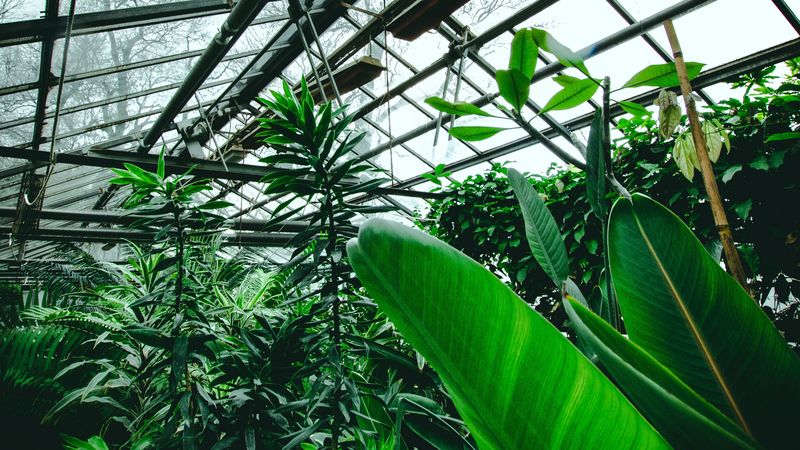 greenhouse, plants, tropical, leaves, green, 4k