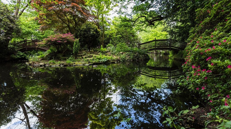 nature, trees, river, wooden bridge, rocks, moss, plants, flowers, pink flowers, reflection, London, England, UK, park