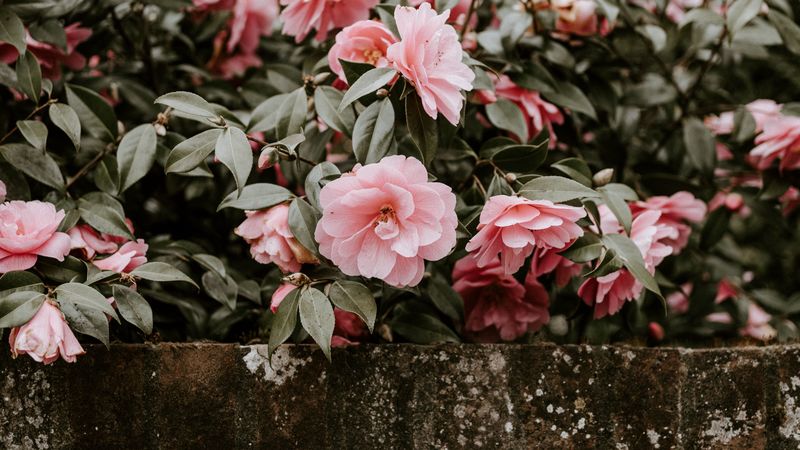 flowers, bush, bloom, wall, 4k