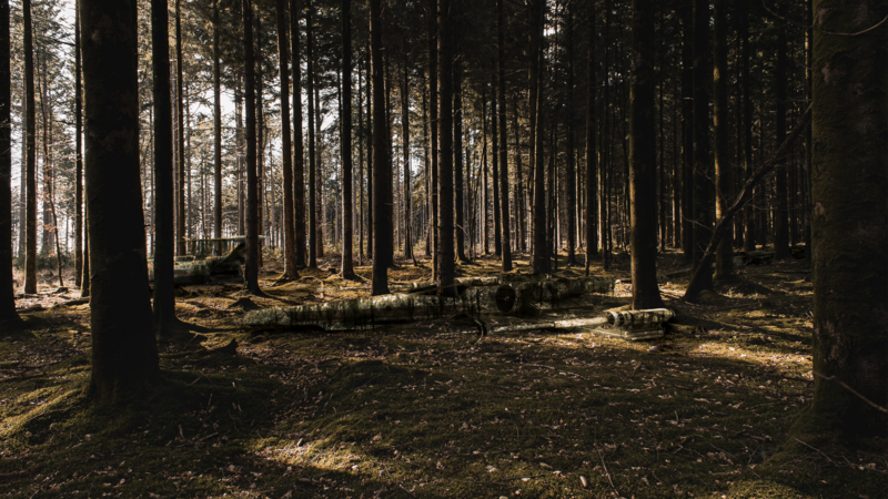 nature, landscape, trees, forest, dark, wreck, spaceship, science fiction, X-wing
