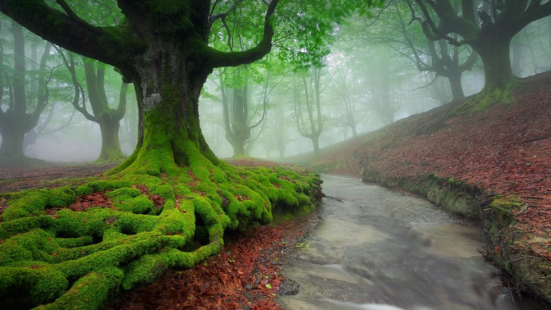 nature, landscape, mist, trees, moss, river, fall, water, long exposure, forest, Spain