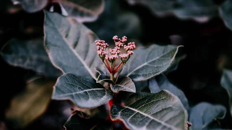 plant, leaves, macro, blur, branch, 4k