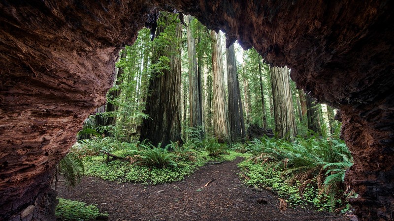 nature, rock, cave, forest, plants, trees, redwood, California, USA