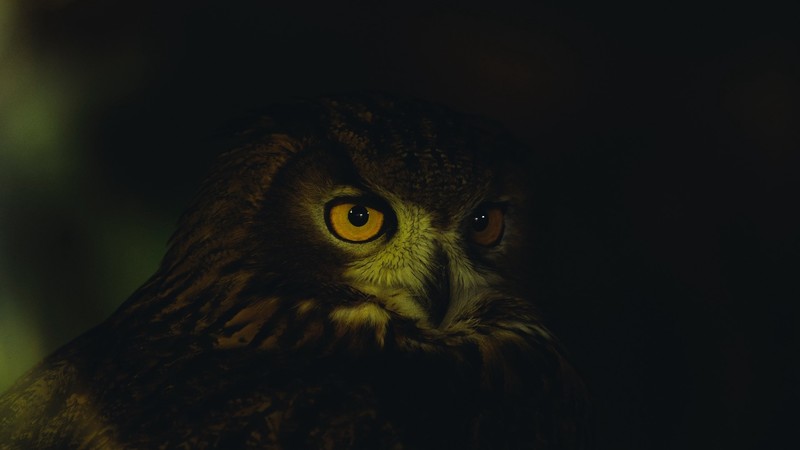 owl, dark, animals, birds, Hawk Owl