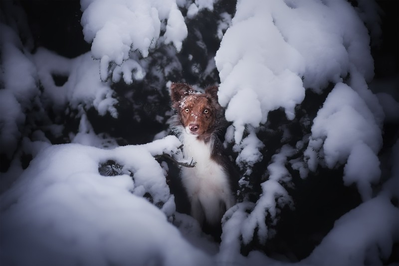 winter, mammals, snow, dog, animals, outdoors