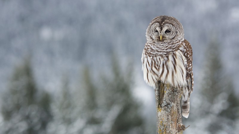 birds, animals, owl, depth of field