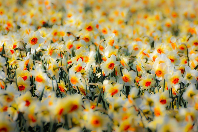 colorful, flowers, plants