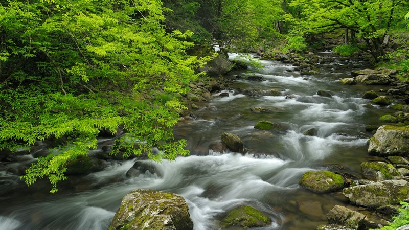 nature, trees, forest, rocks, moss, water, long exposure, river, Smoky Mountains, Tennessee, USA