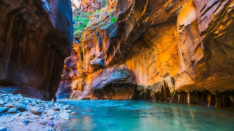 nature, rocks, water, plants, canyon, Zion National Park, river, Utah, USA