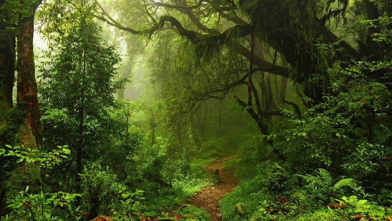 nature, trees, forest, path, walkway, leaves, moss, mist, rainforest, Hawaii, USA