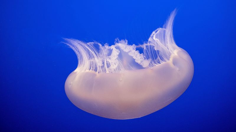jellyfish, tentacles, swimming, water, macro, 4k