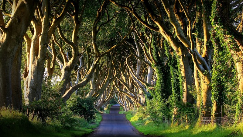 nature, landscape, far view, trees, plants, grass, fence, sunlight, road, Ireland, UK
