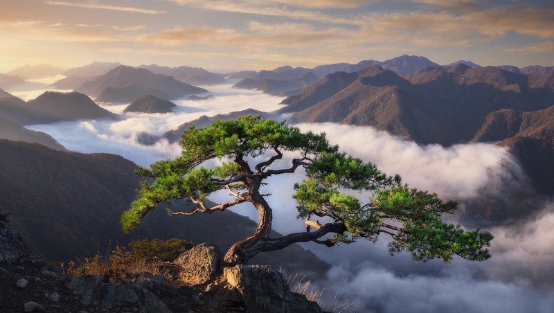 Monsoon, mountains, trees