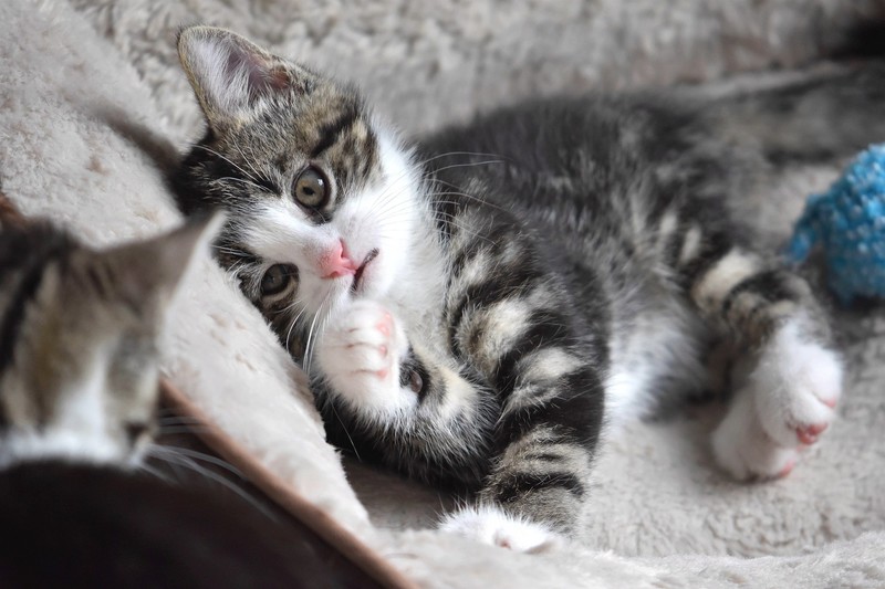 kittens, cats, animals, mammals