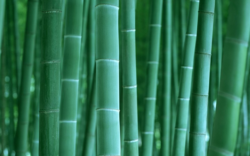 bamboo, nature, green