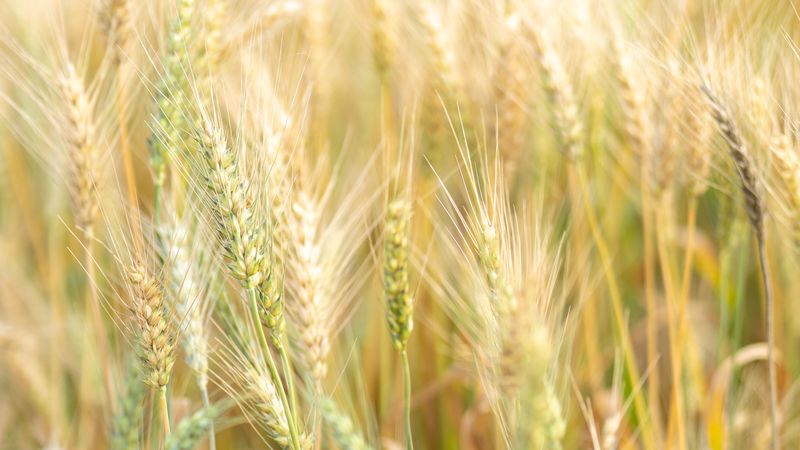 ears, macro, grass, vegetation, 4k