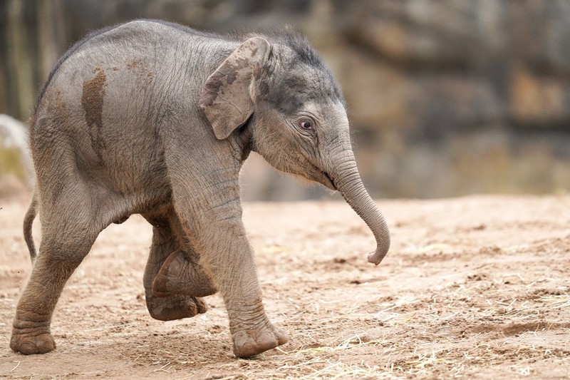 elephant, baby animals, mammals, animals