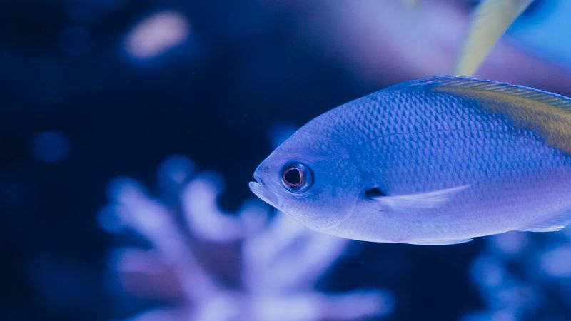 fish, scales, tail, underwater world, 4k