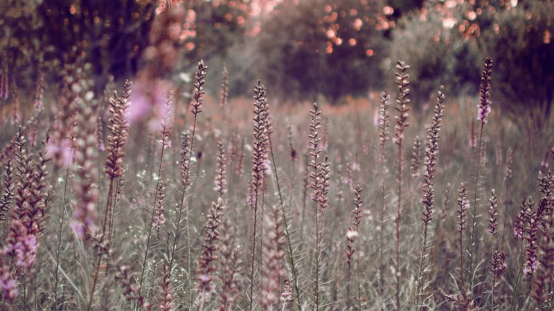 grass, flowers, field, glare, bokeh, glade, 4k