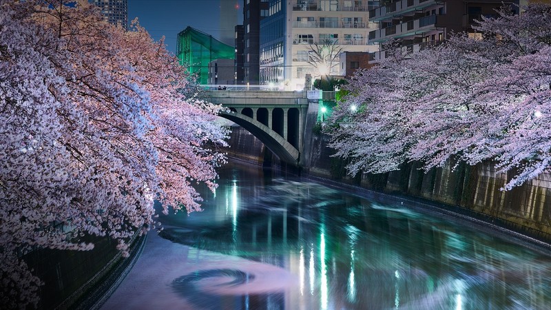 trees, city, bridge, power lines, Sakura blossom, cherry blossom, building, night, lights, river, long exposure, Tokyo, Japan