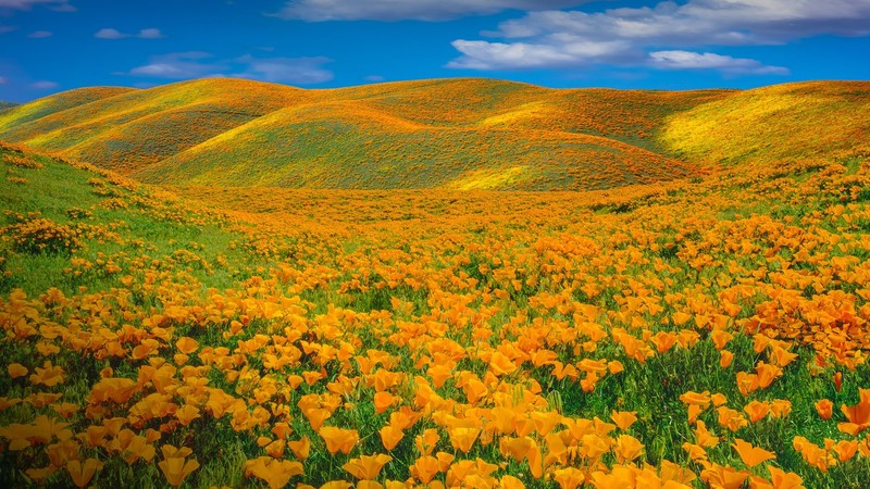nature, landscape, sky, clouds, flowers, hills, plants, yellow flowers, spring, California, USA, Antelope Valley
