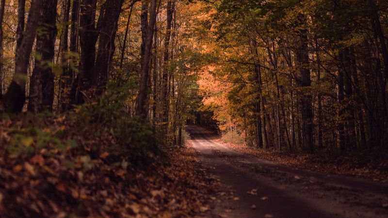 road, forest, autumn, trees, path, 4k