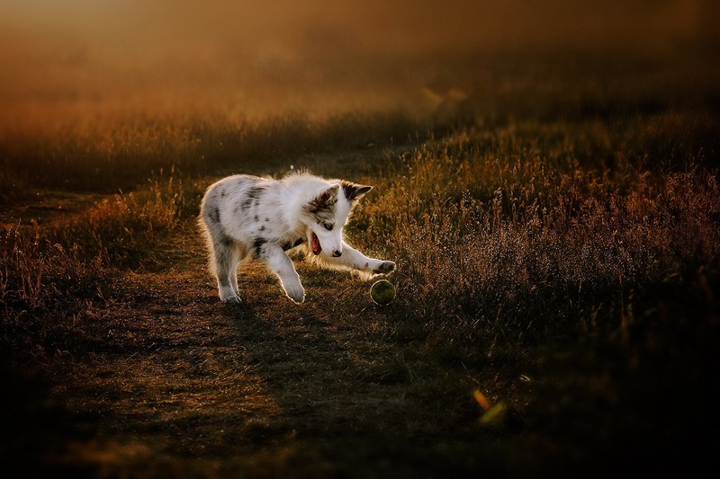 outdoors, dog, animals, mammals