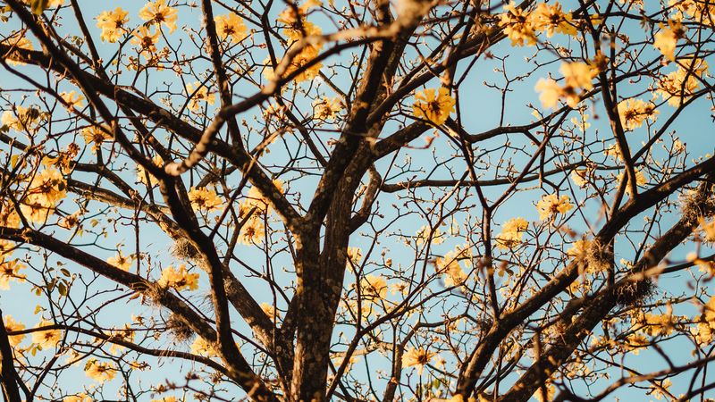 tree, branches, flowers, flowering, 4k