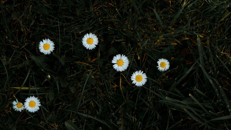 chamomile, flowers, grass, bloom, 4k