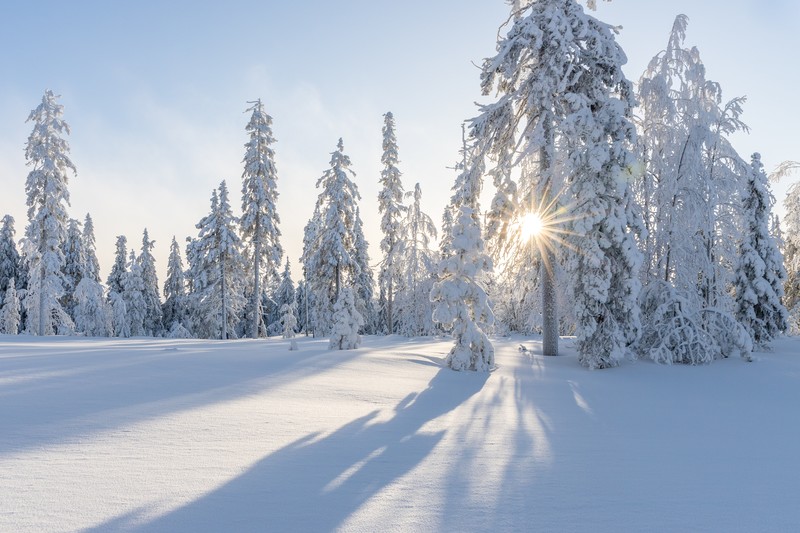 snow, pine trees, nature, winter, landscape