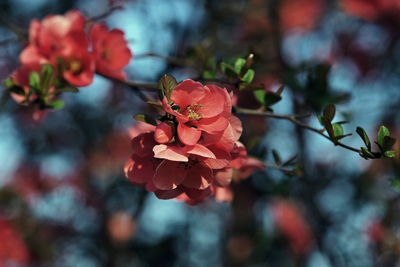 flowers, Petal, red