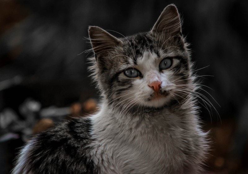 cats, depth of field, animal eyes, looking at viewer, kittens