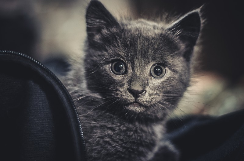 cats, looking at viewer, animal eyes, depth of field, kittens