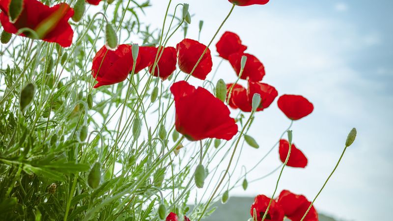 poppy, flowers, flowerbed, flowering, red, 4k