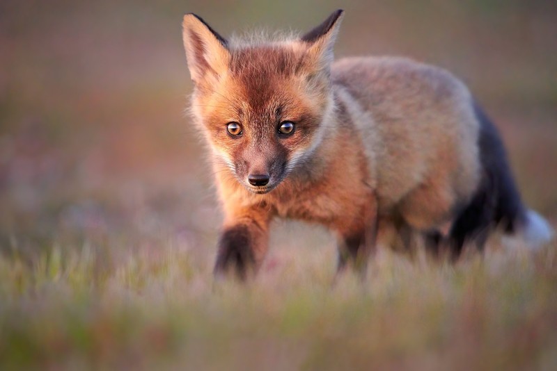fox, grass, animals, mammals