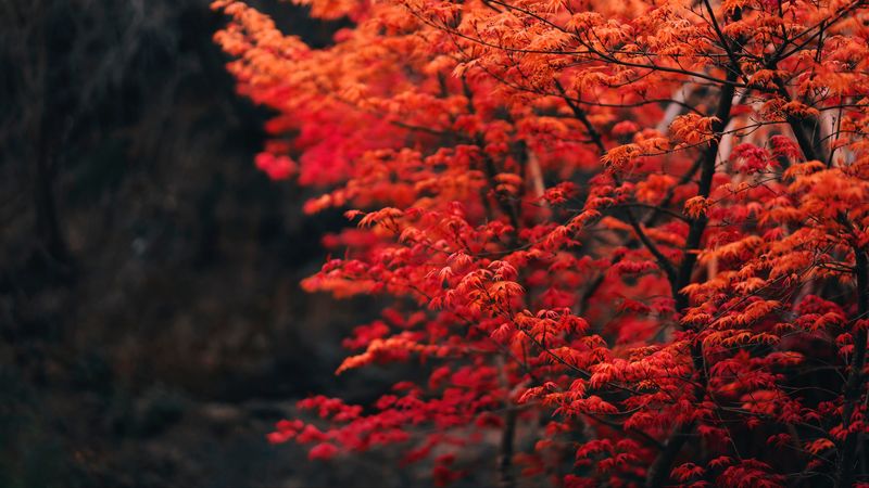 tree, branches, leaves, red, blur, 4k