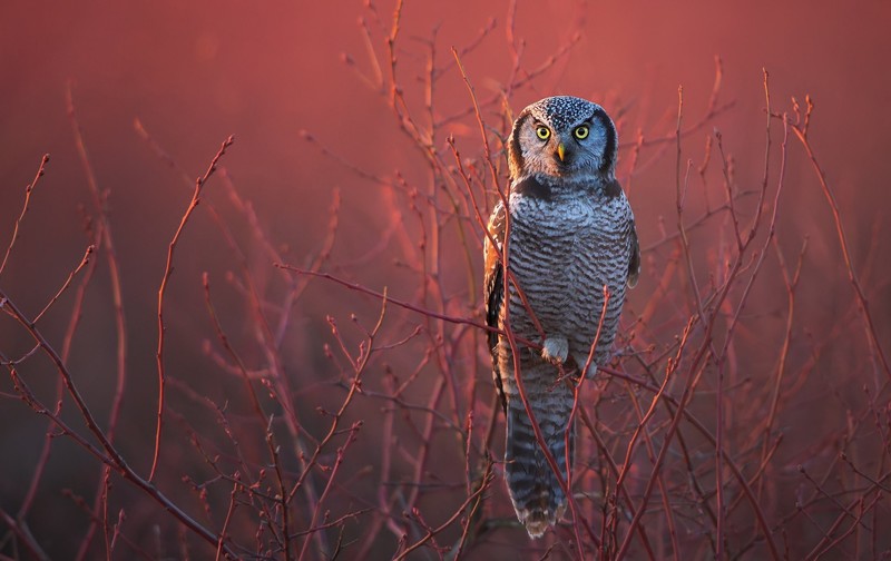 birds, nature, owl, colorful, animals, frontal view