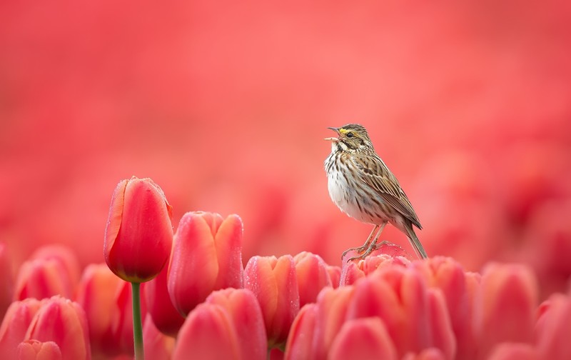 colorful, birds, flowers, tulips, red flowers
