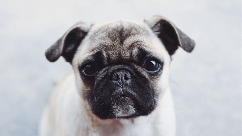 pug, dog, puppy, muzzle, cute, 4k