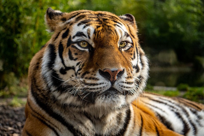 animals, tiger, depth of field, big cats, wildlife