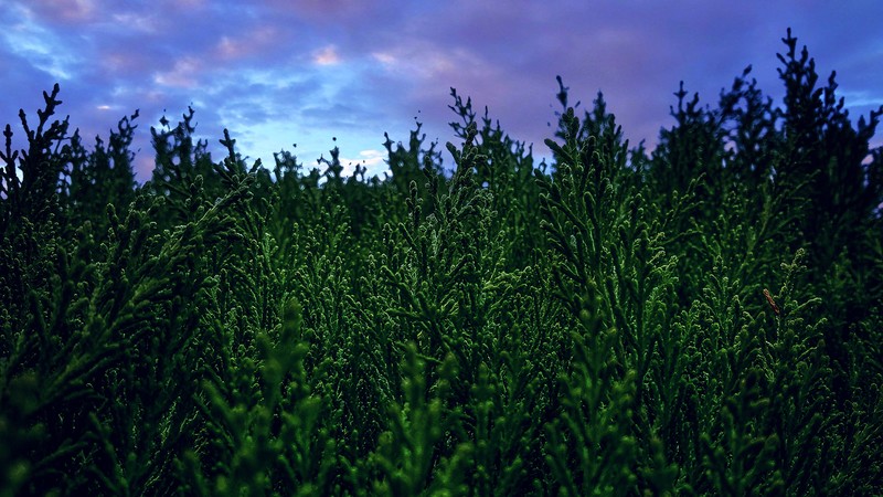 nature, forest, green background, fresh