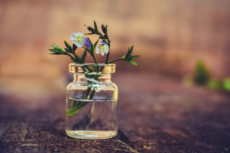 flowers, glass, plants