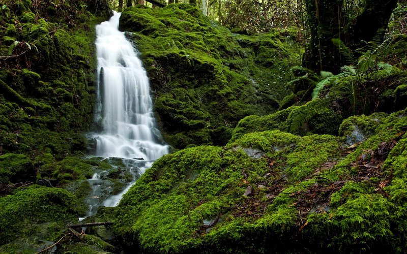 nature, landscape, moss, forest, waterfall, Japan